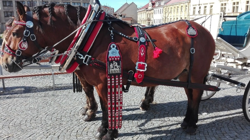 Harness for horses 